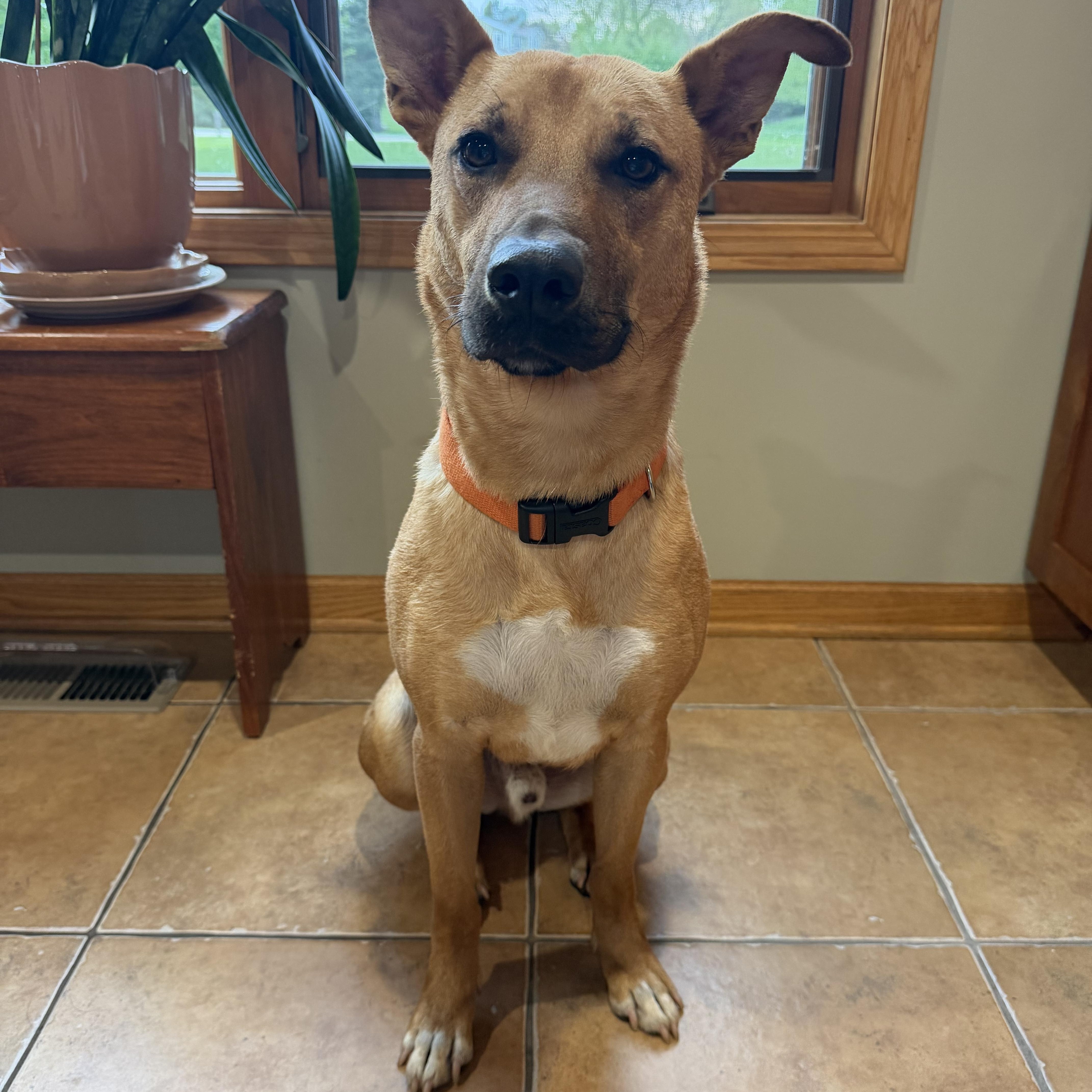 Enlarge Homer , a Adoptable mixed breed in Elkhorn, WI image 4/6