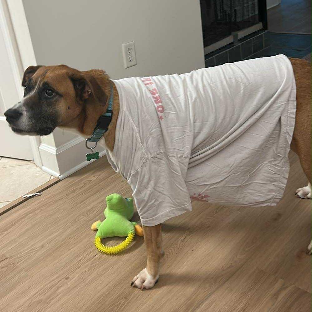 Horchata, Adoptable, Senior Female Labrador Retriever & Pit Bull Terrier.