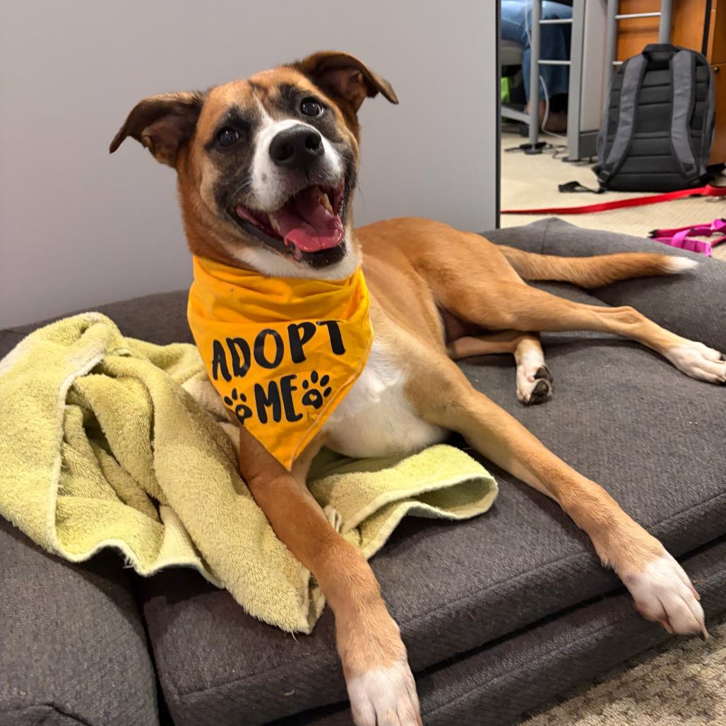 Enlarge Horchata, a Adoptable mixed breed in Troy, VA image 2/6