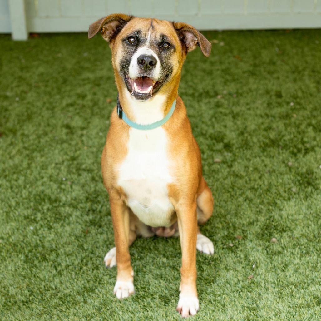 Horchata, a Adoptable mixed breed in Troy, VA image 1/2