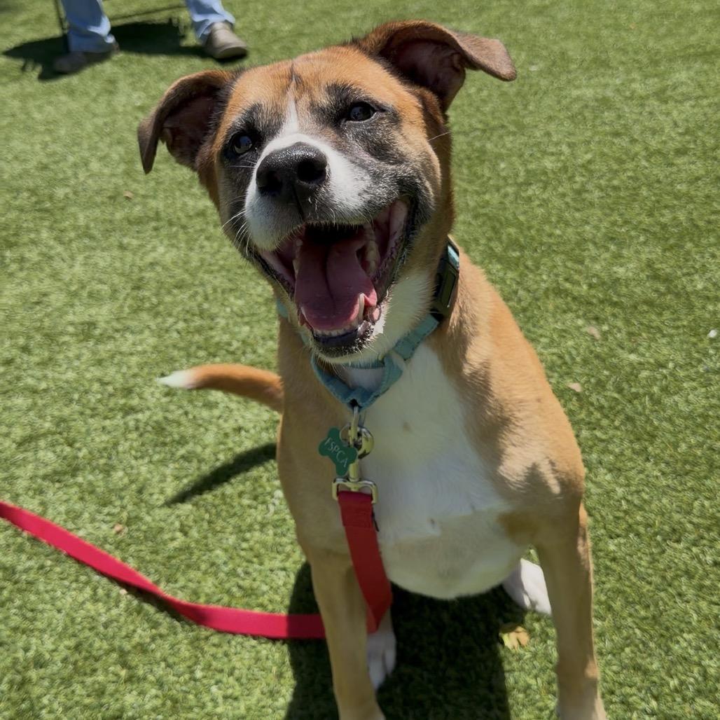 Horchata, Adoptable, Senior Female Labrador Retriever & Pit Bull Terrier.