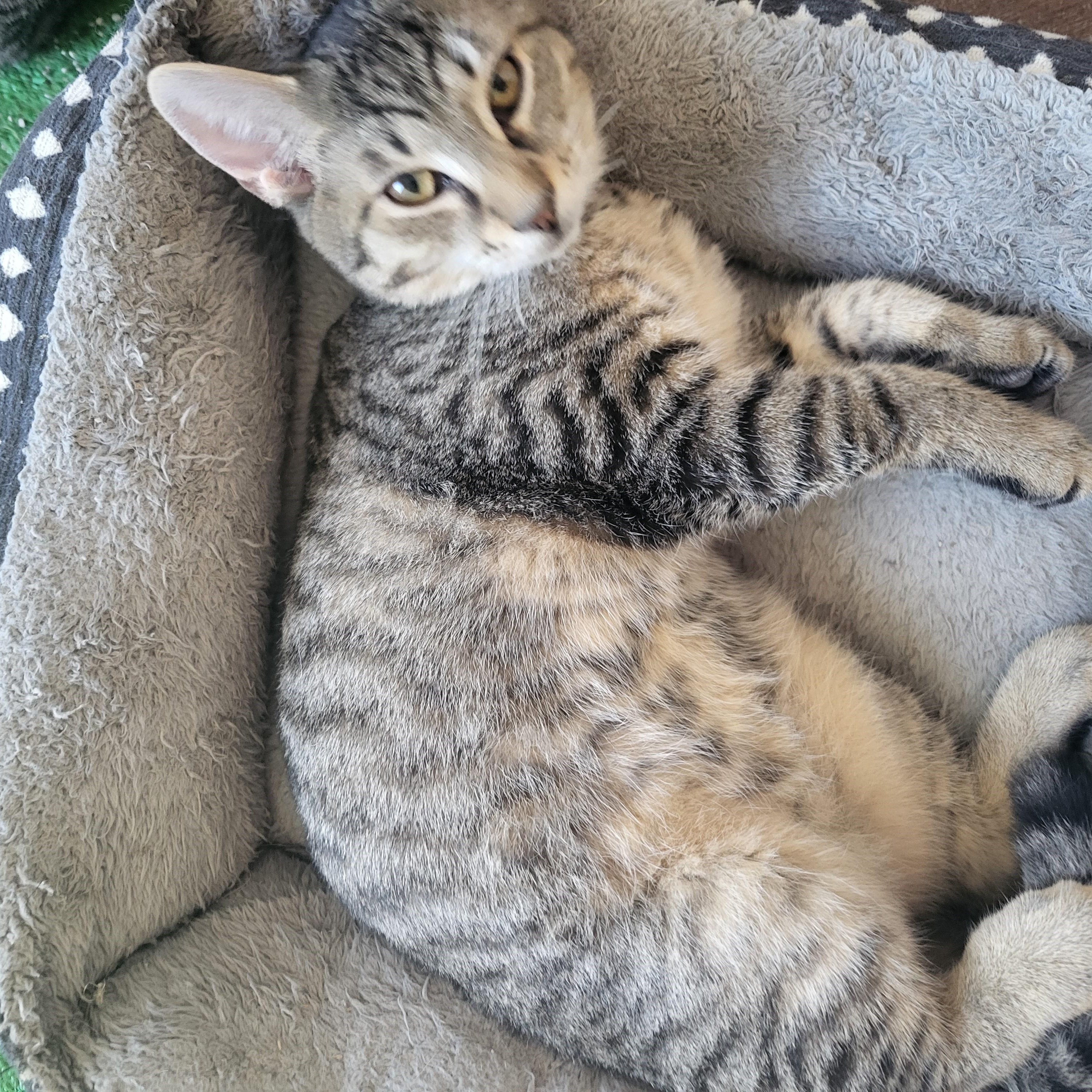 Enlarge Mandu, a ADOPTABLE mixed breed in Bennington, VT image 1/1