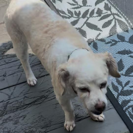 Chester, a Adoptable mixed breed in Fond Du Lac, WI image 1/2