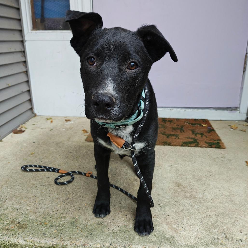 Enlarge Zorro, a Adoptable mixed breed in Madison, WI image 1/6