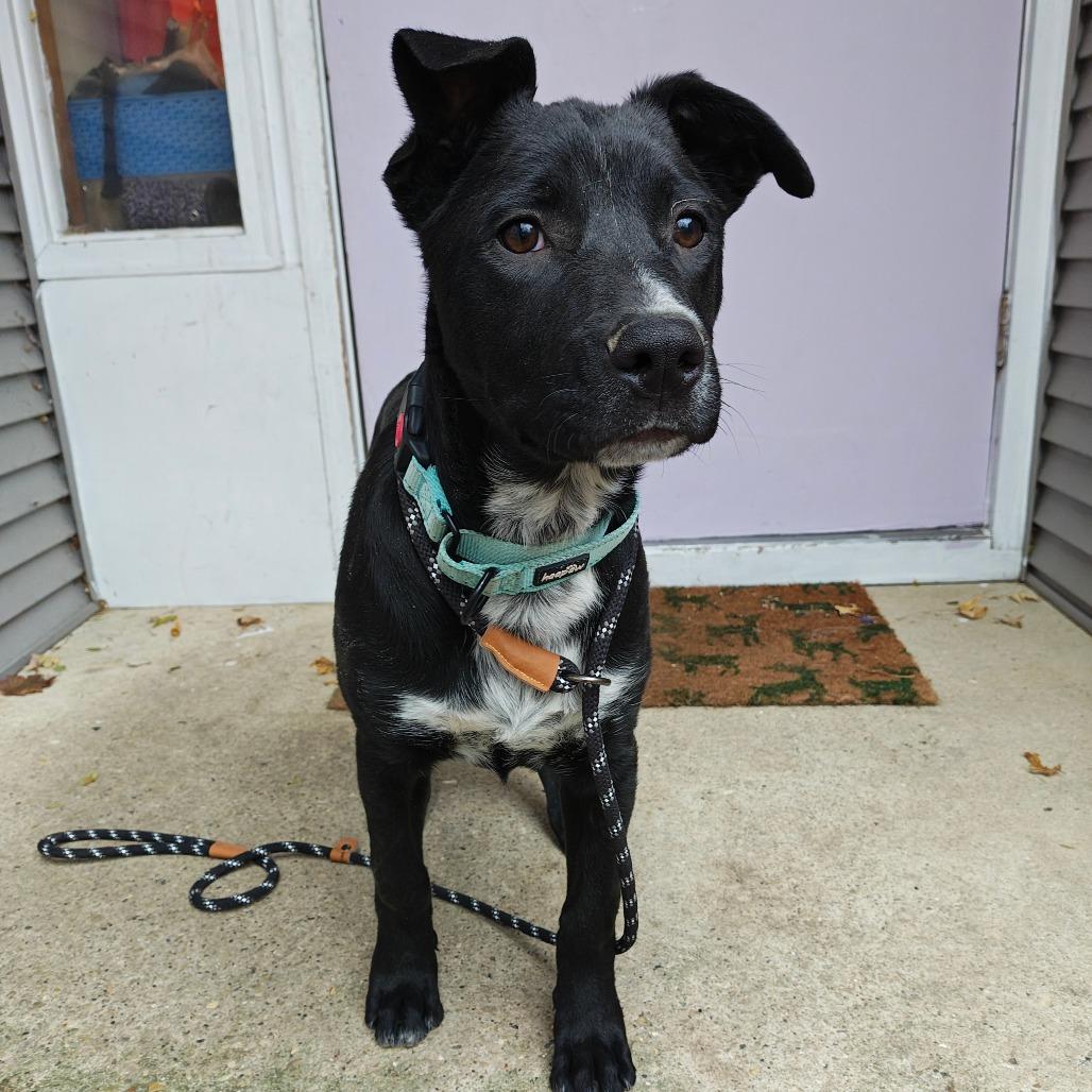 Enlarge Zorro, a Adoptable mixed breed in Madison, WI image 2/6