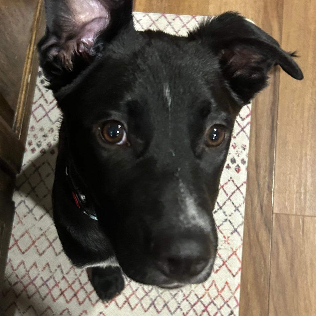 Enlarge Zorro, a Adoptable mixed breed in Madison, WI image 3/6