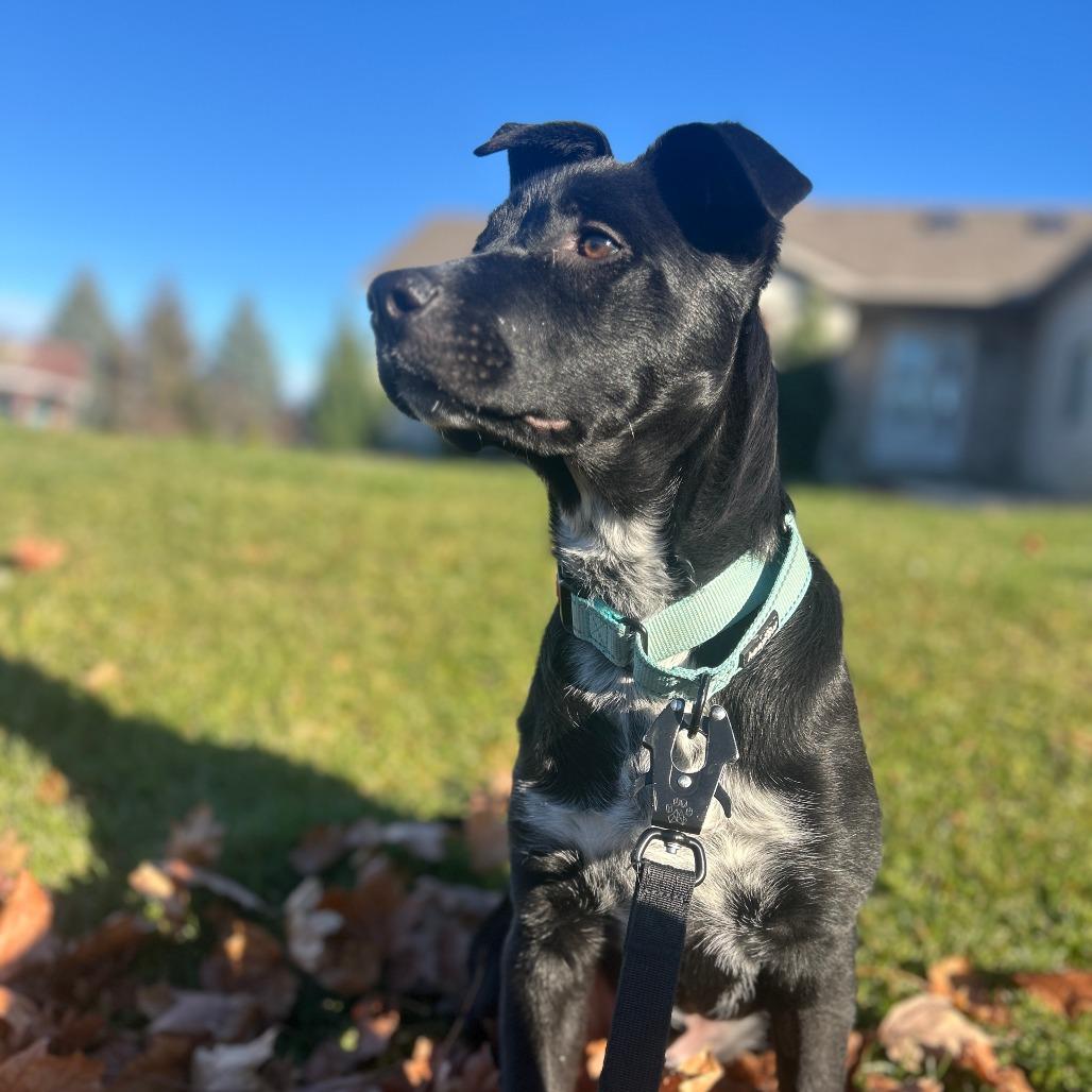 Enlarge Zorro, a Adoptable mixed breed in Madison, WI image 4/6