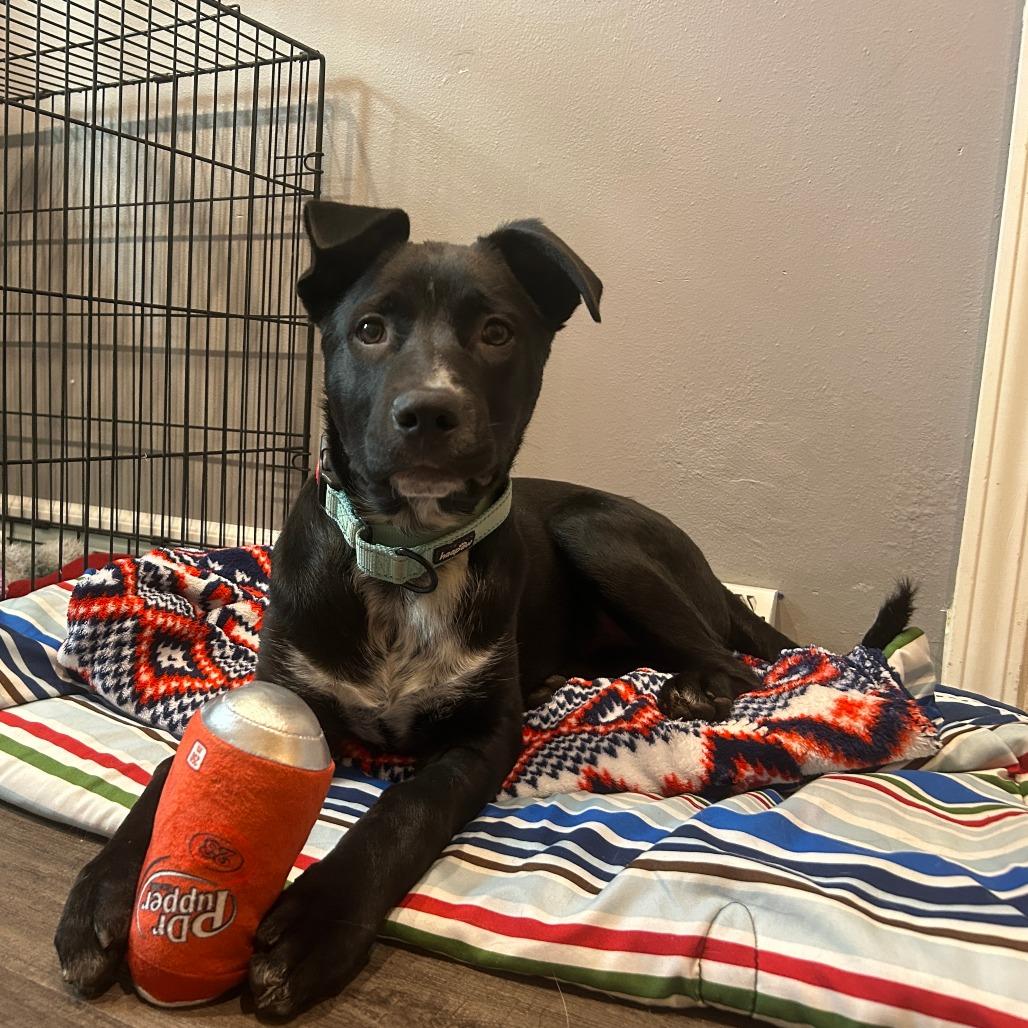 Enlarge Zorro, a Adoptable mixed breed in Madison, WI image 5/6