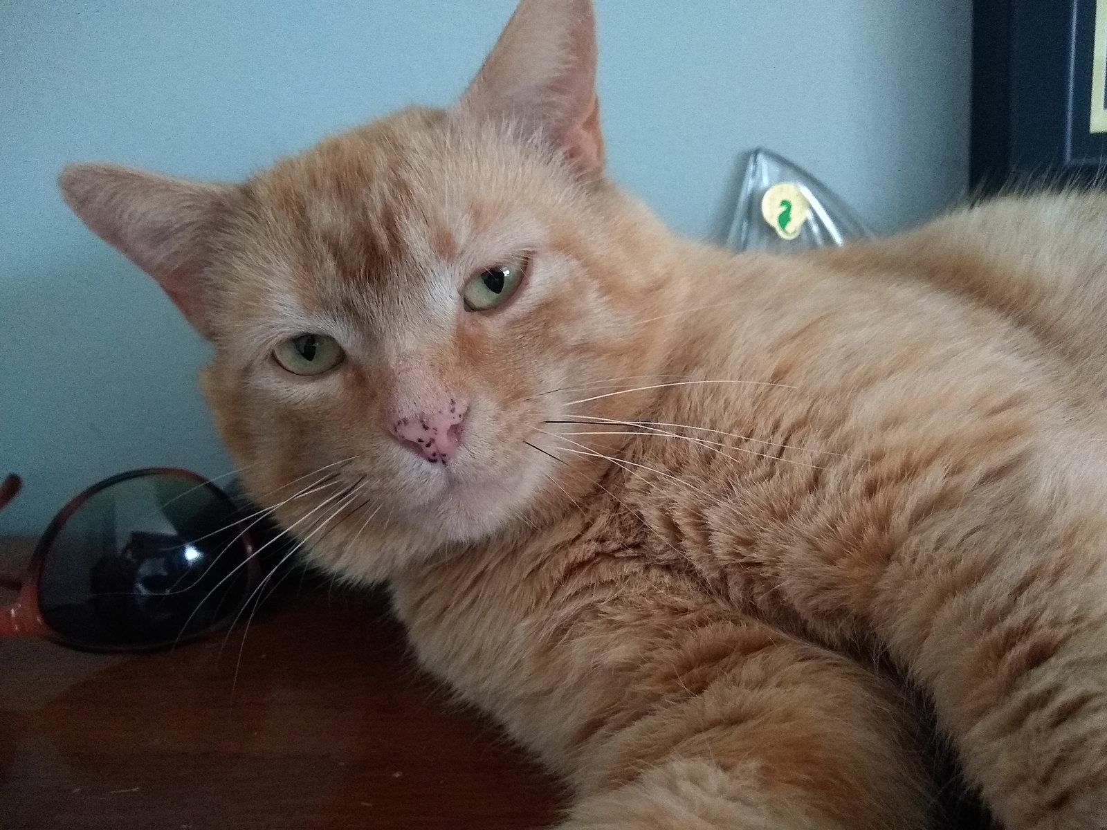 Enlarge Nando, a Adopted mixed breed in Georgetown, KY image 1/3