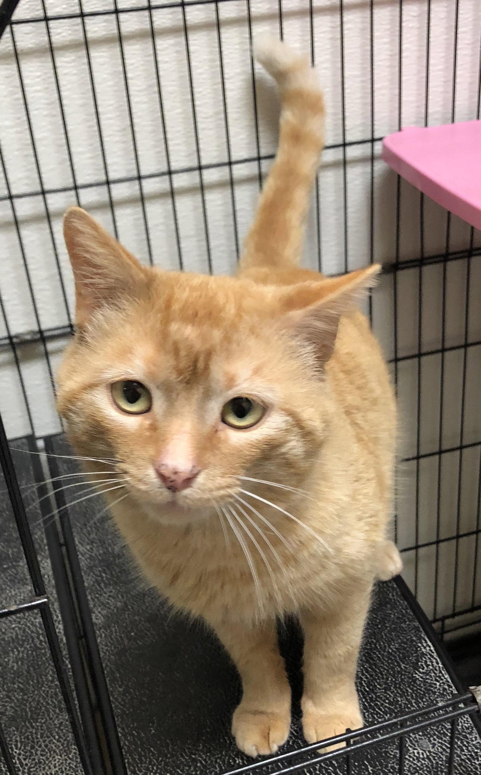 Enlarge Nando, a Adopted mixed breed in Georgetown, KY image 2/3