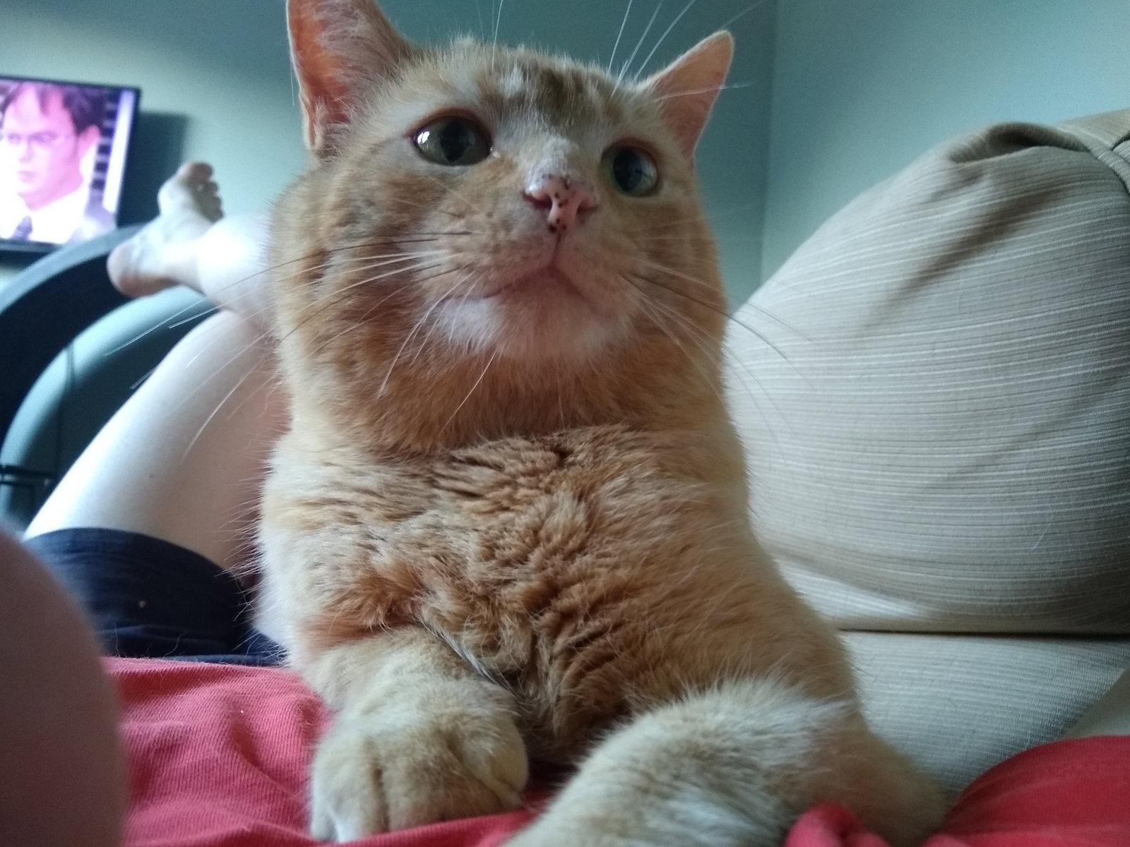 Enlarge Nando, a Adopted mixed breed in Georgetown, KY image 3/3