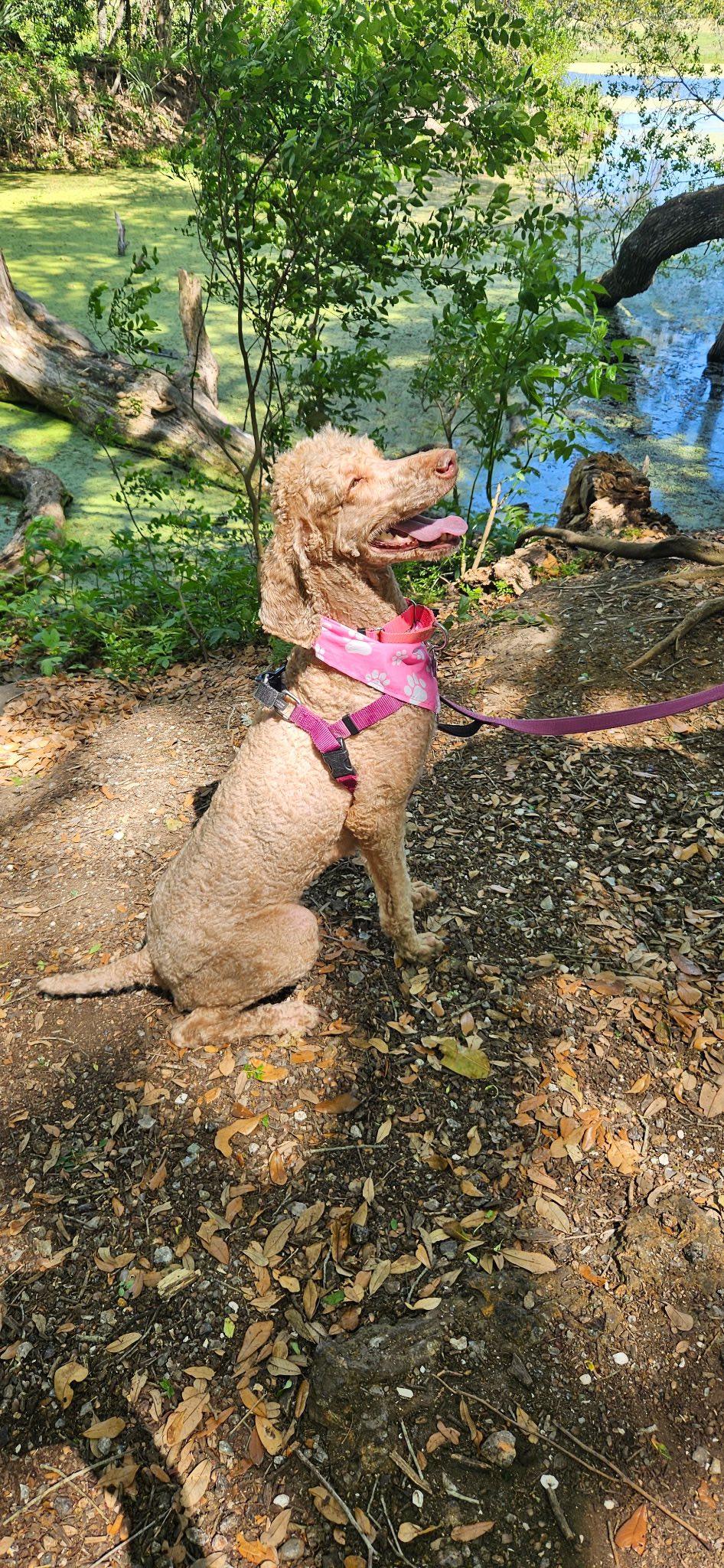 Enlarge Honey, a ADOPTABLE Poodle in Gonzales, LA image 2/2