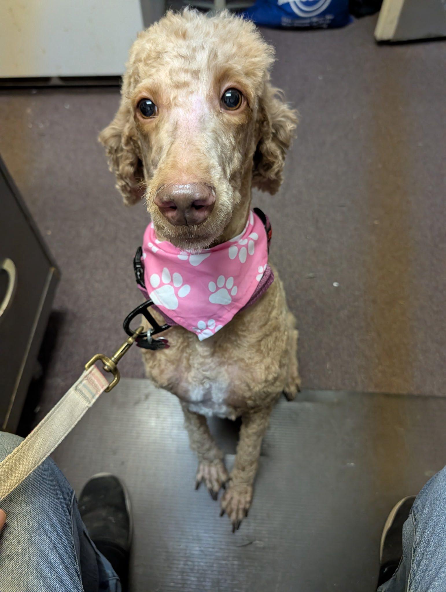 Enlarge Honey, a ADOPTABLE Poodle in Gonzales, LA image 1/2