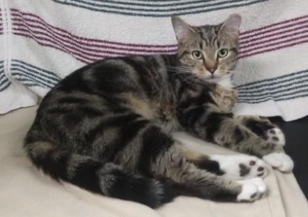 Betty, ADOPTABLE, Young Female Domestic Short Hair.