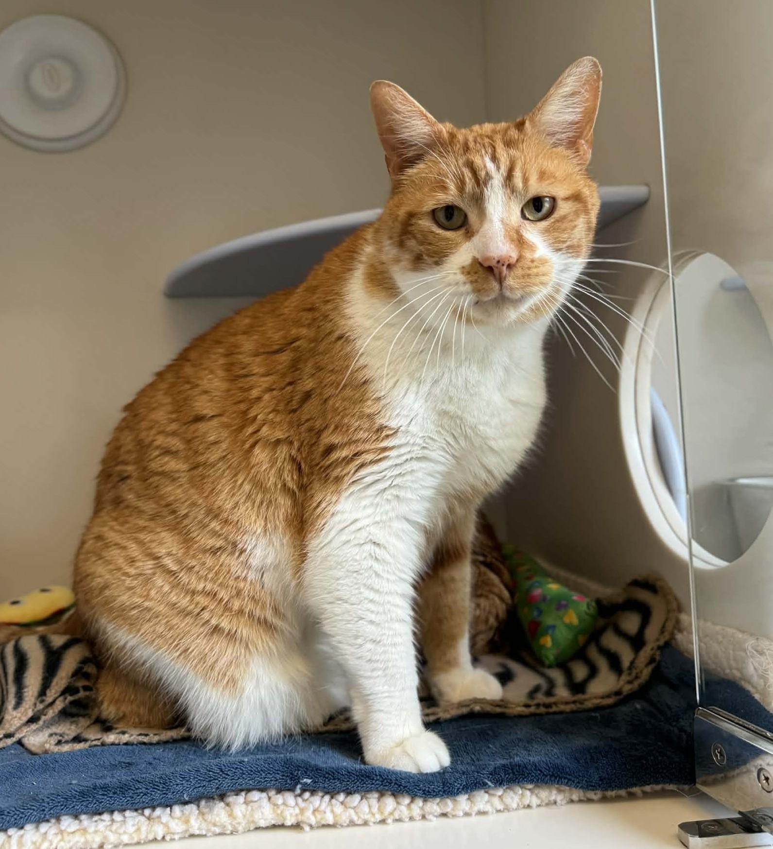 Rooster, Adoptable, Adult Male Domestic Short Hair.