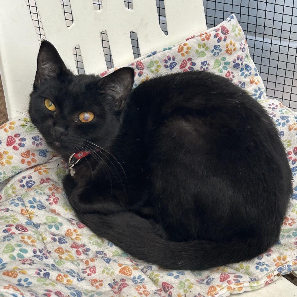 Purrplexed, a Adoptable Domestic Short Hair in Veneta, OR image 1/2