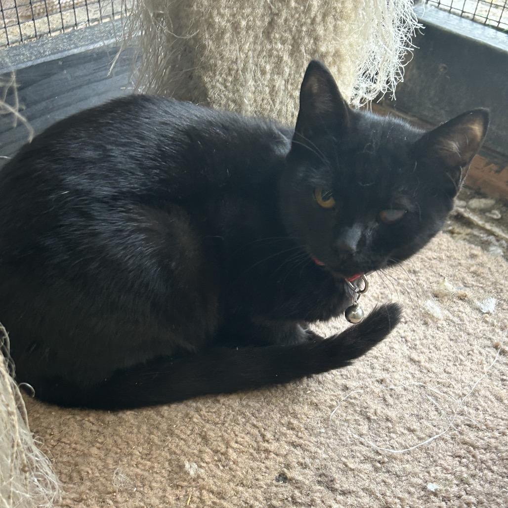 Purrplexed, Adoptable, Young Female Domestic Short Hair.