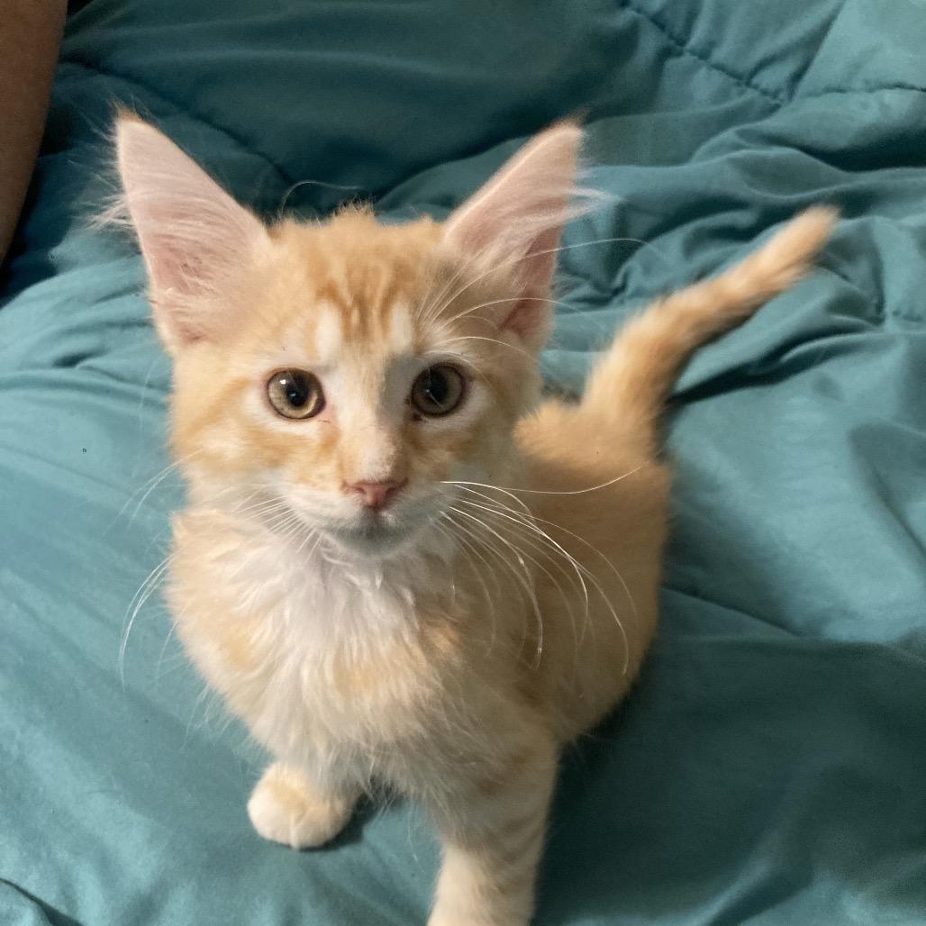 Snap Dyal-MR, a Adoptable Domestic Medium Hair in Tallahassee, FL image 1/2