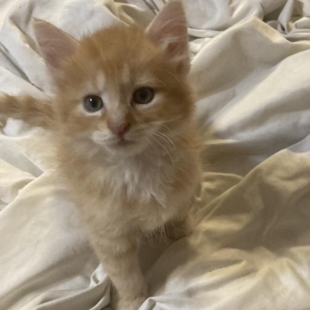 Snap Dyal-MR, a Adoptable Domestic Medium Hair in Tallahassee, FL image 2/2