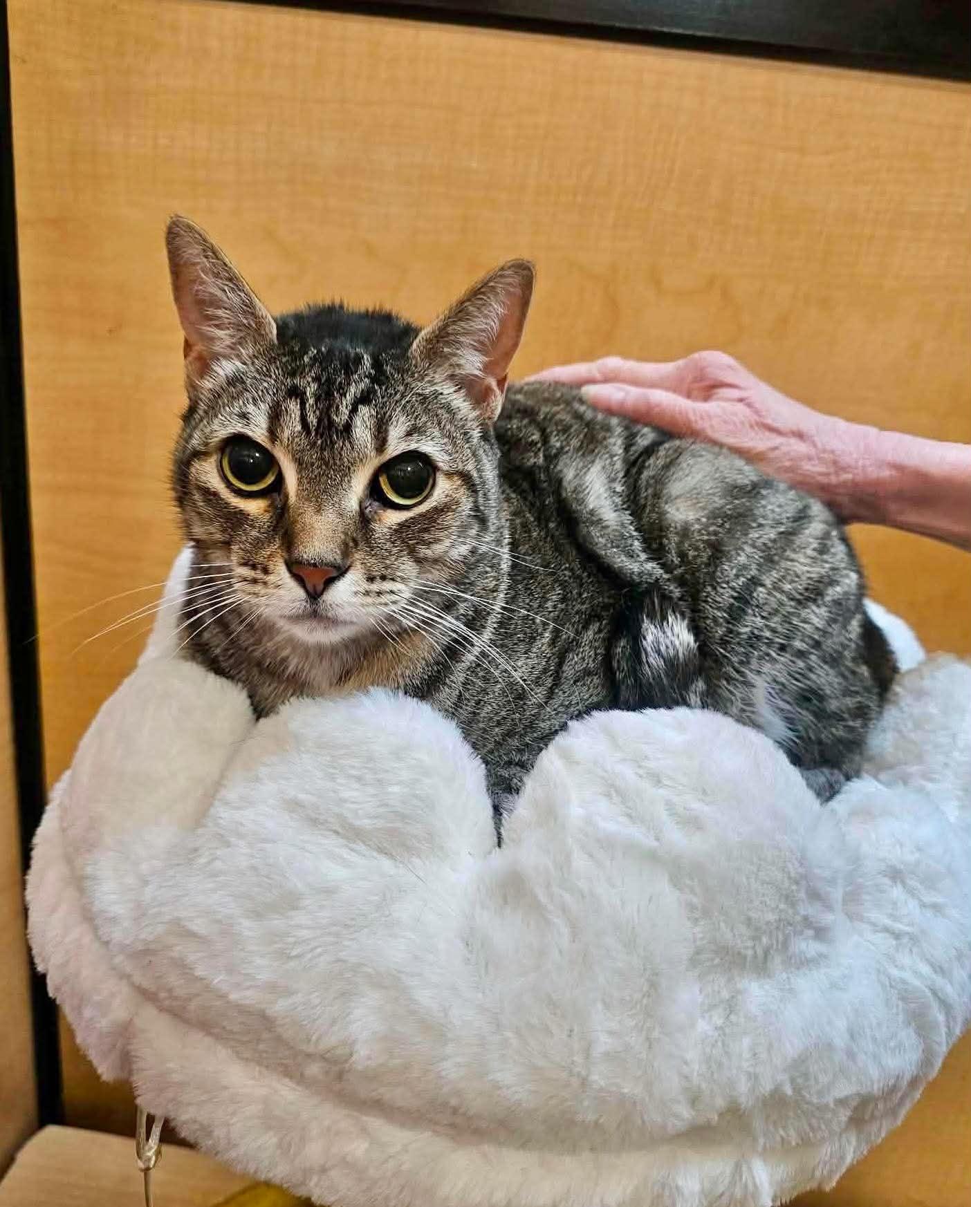 Mouse, a ADOPTABLE Domestic Short Hair in Mansfield, TX image 2/2