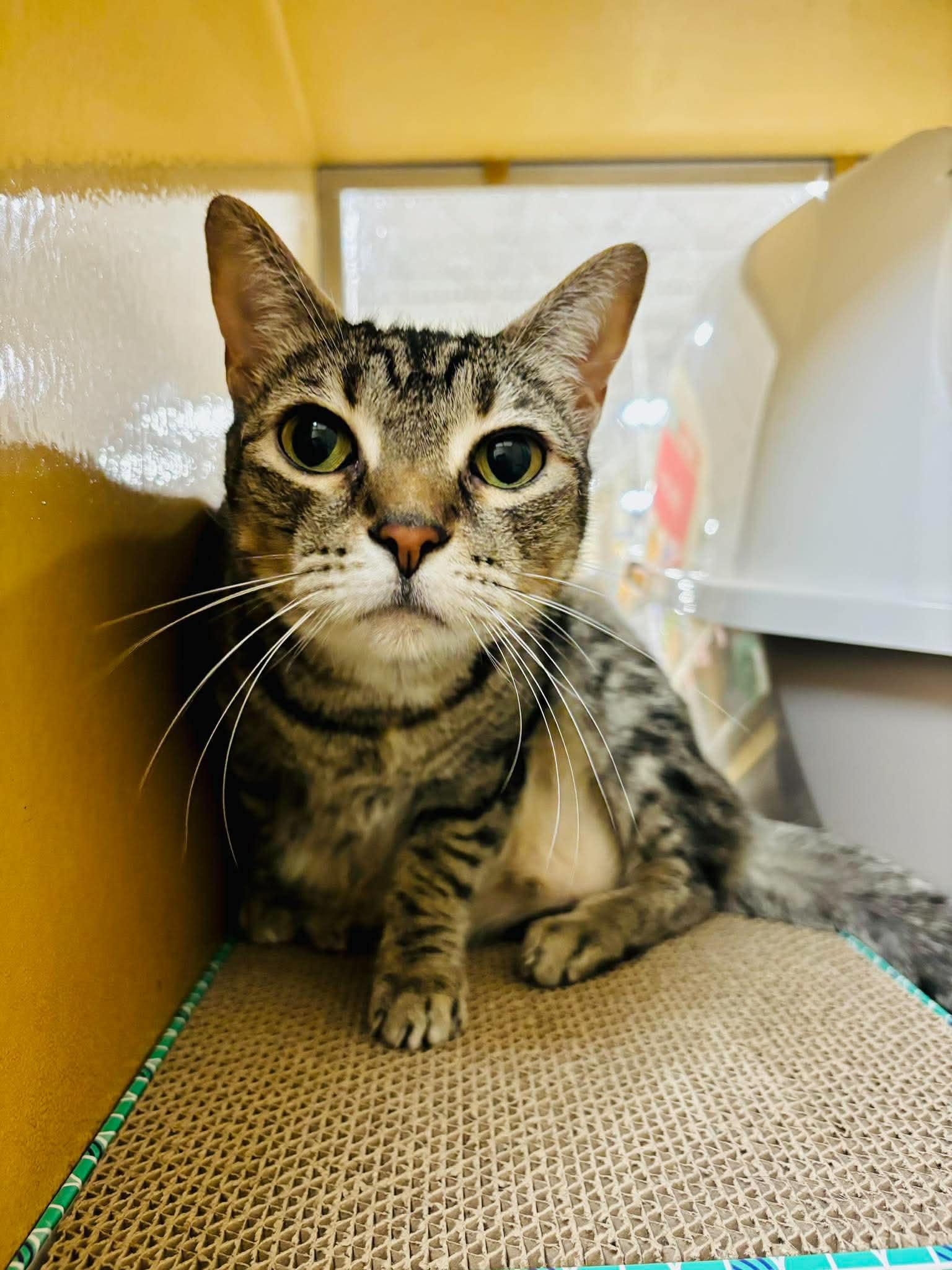 Mouse, a ADOPTABLE Domestic Short Hair in Mansfield, TX image 1/2