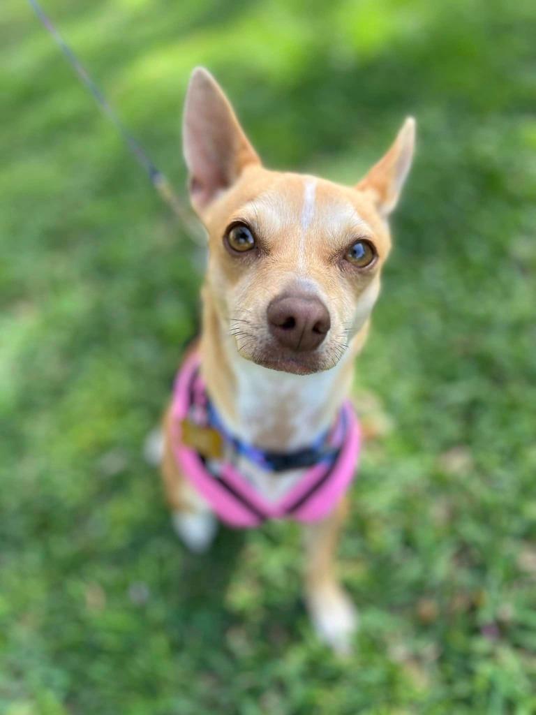 Nelly, a Adopted Chihuahua in CONROE, TX image 1/2