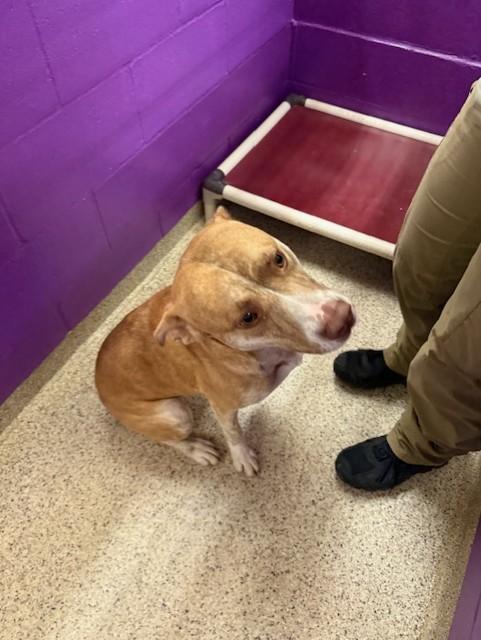 Remington, adoptable, Adult Male Carolina Dog.