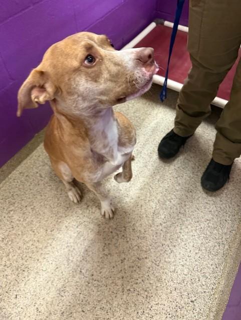 Remington, adoptable, Adult Male Carolina Dog.