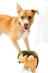 Remington thumbnail 2