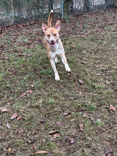 Enlarge Remington, an adoptable Carolina Dog in Conway, AR image 4/4