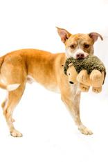 Enlarge Remington, an adoptable Carolina Dog in Conway, AR image 1/4