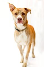 Remington thumbnail 4