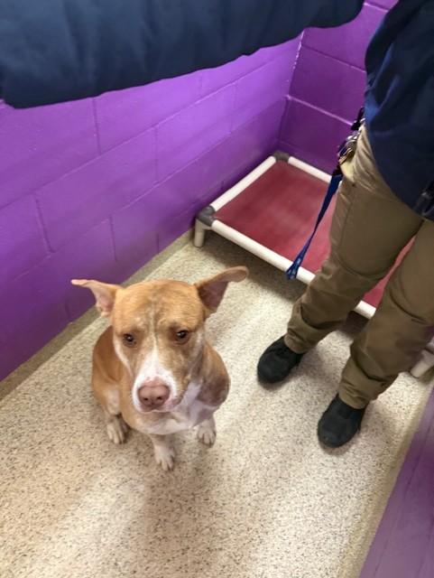 Enlarge Remington, an adoptable Carolina Dog in Conway, AR image 3/4