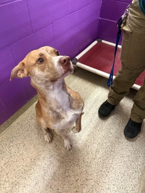 Enlarge Remington, an adoptable Carolina Dog in Conway, AR image 4/4