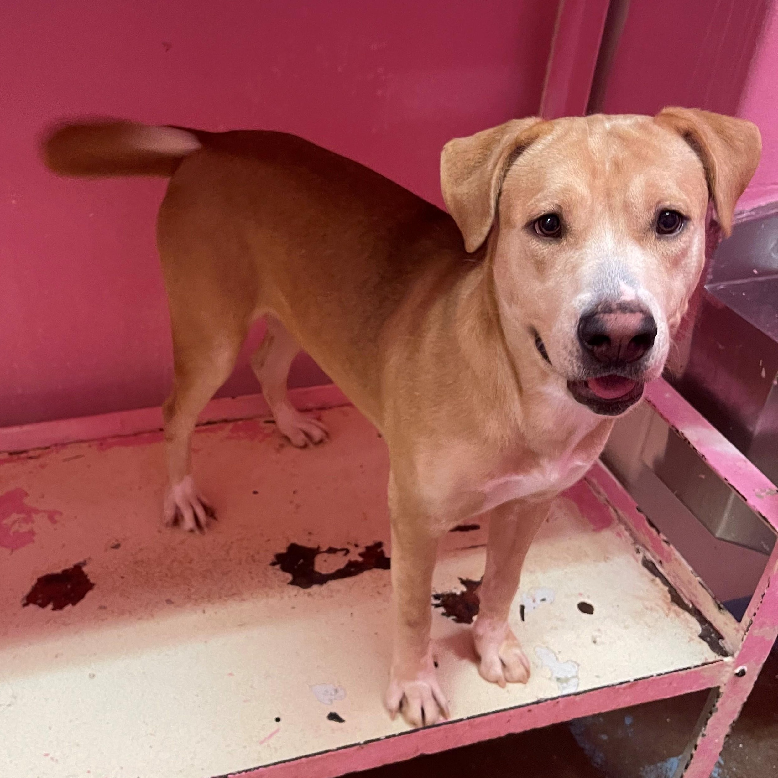 Enlarge Norma 4125, an adopted mixed breed in Phoenix, AZ image 1/2