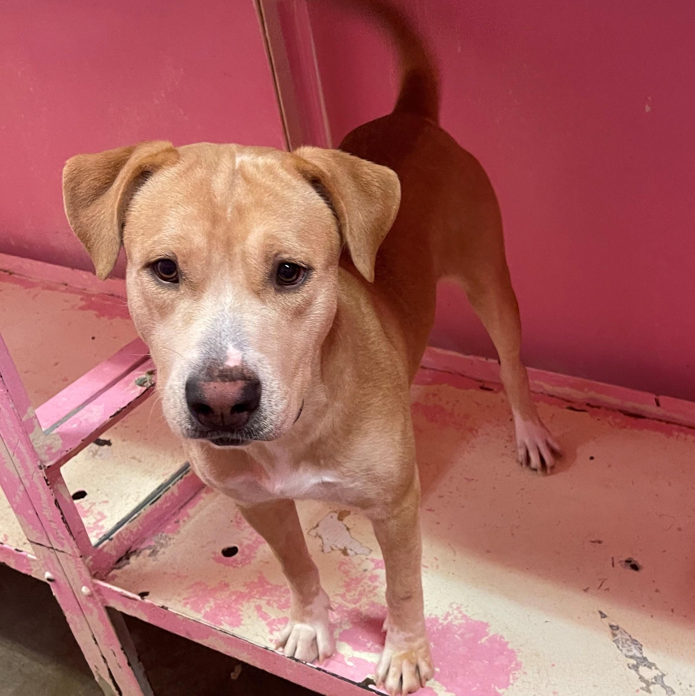 Enlarge Norma 4125, an adopted mixed breed in Phoenix, AZ image 2/2