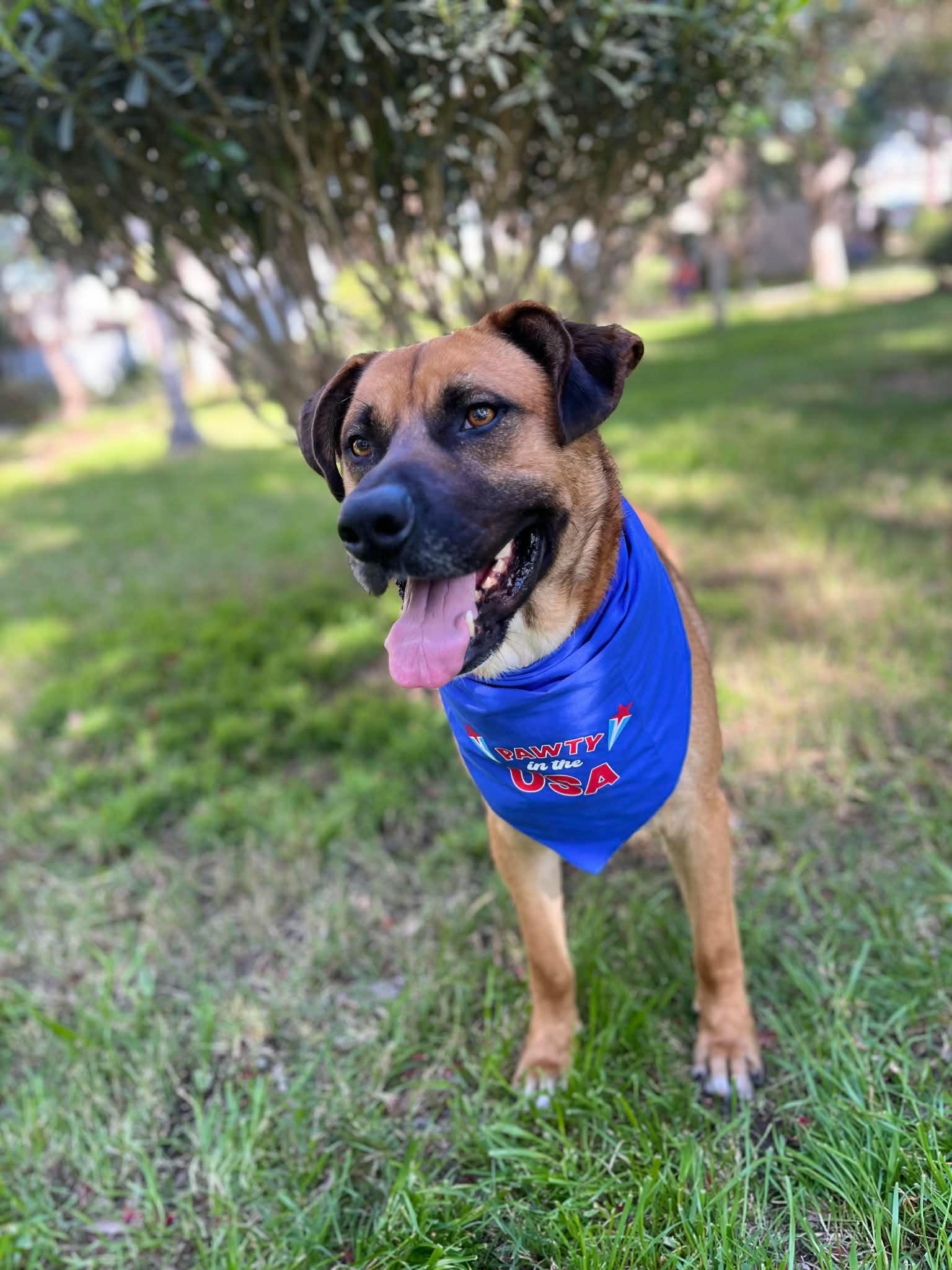 Enlarge kimi, a ADOPTABLE mixed breed in Chula Vista, CA image 3/6