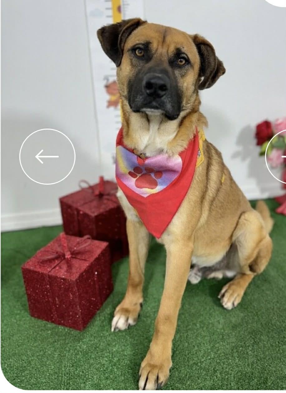 Enlarge kimi, a ADOPTABLE mixed breed in Chula Vista, CA image 5/6