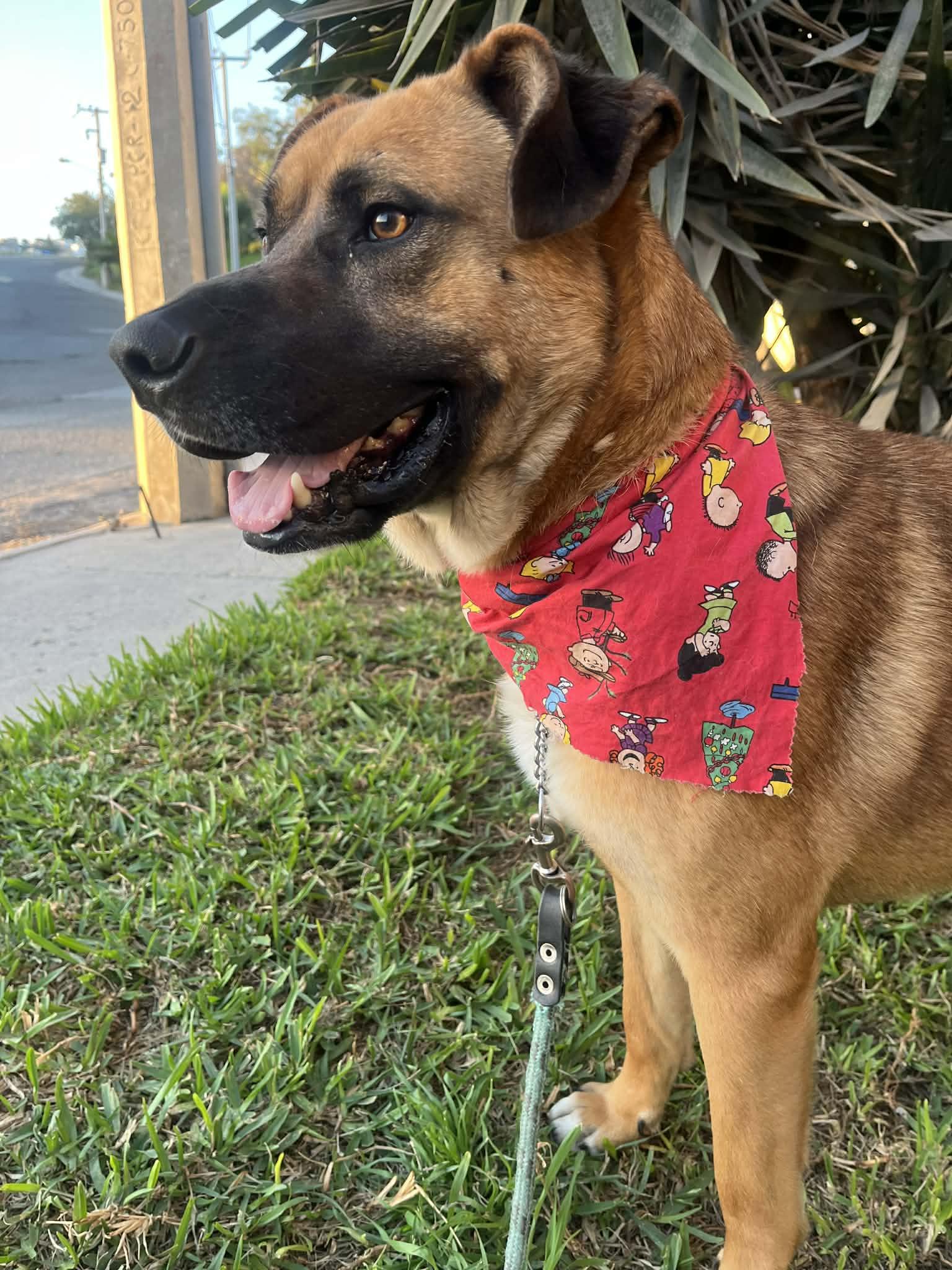 Enlarge kimi, a ADOPTABLE mixed breed in Chula Vista, CA image 2/6