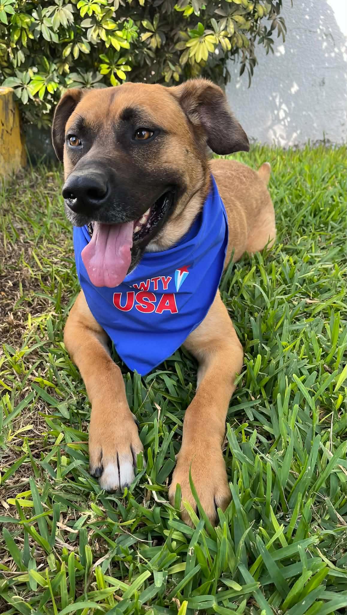 Enlarge kimi, a ADOPTABLE mixed breed in Chula Vista, CA image 4/6