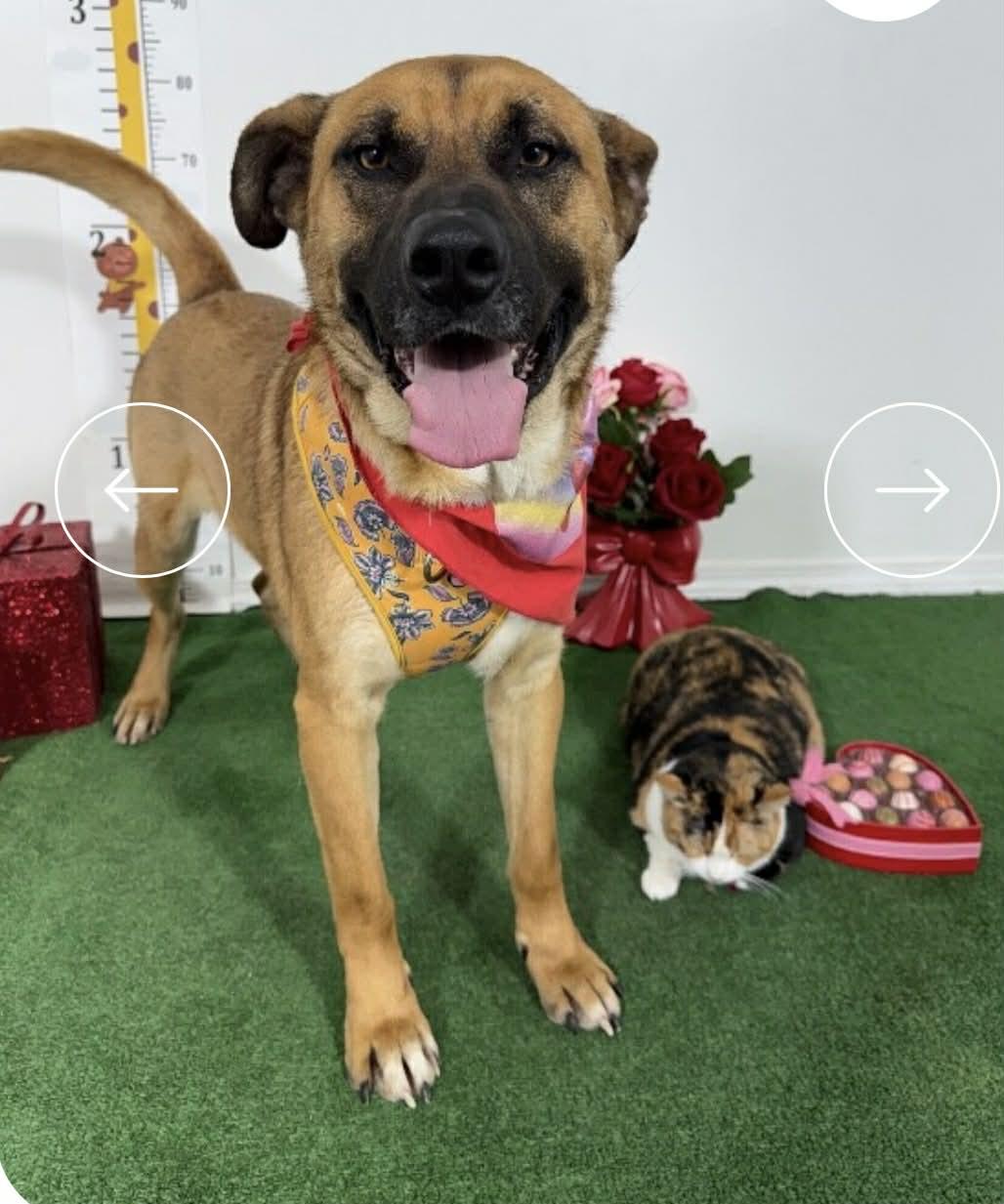 Enlarge kimi, a ADOPTABLE mixed breed in Chula Vista, CA image 6/6