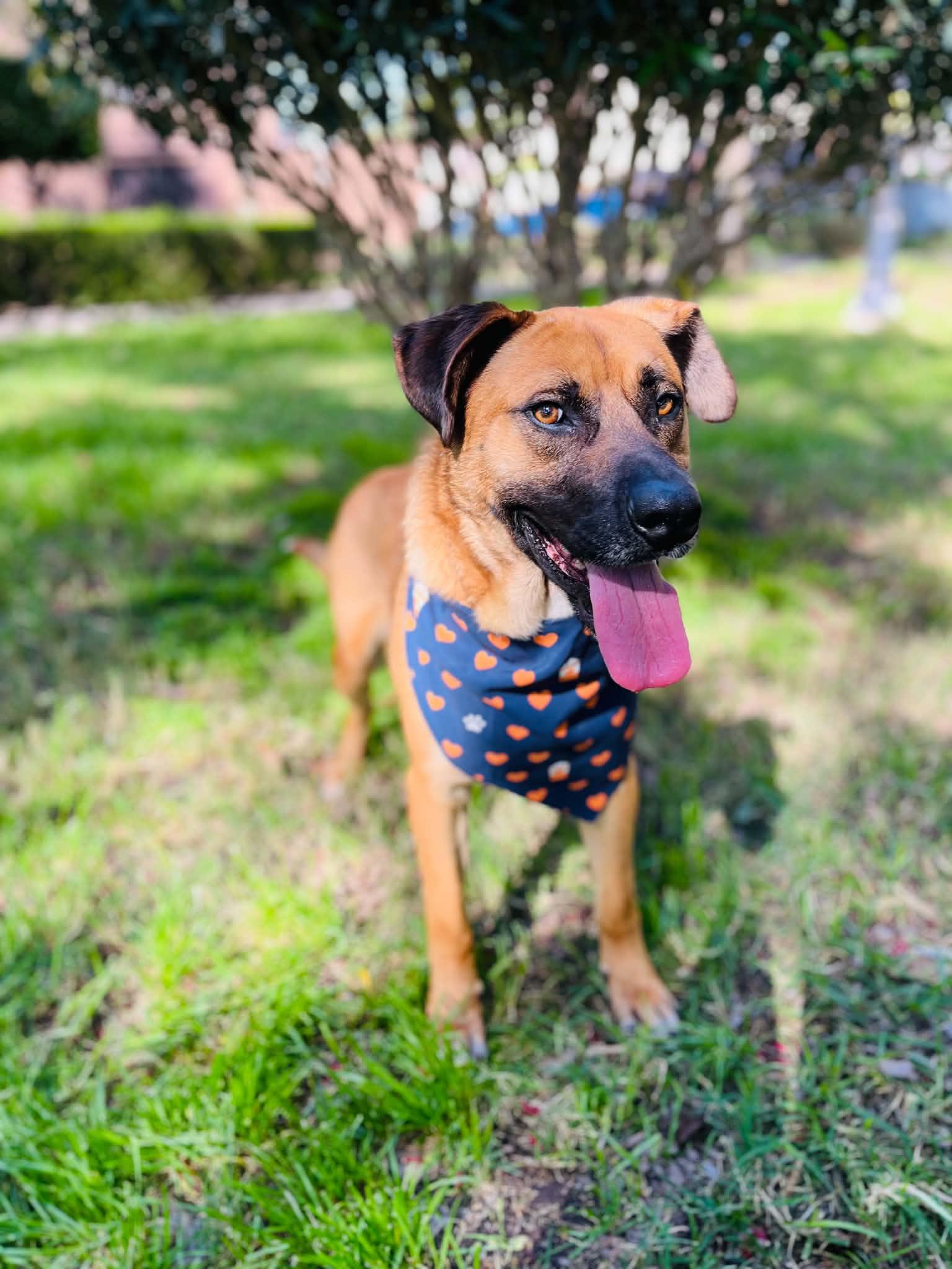 Enlarge kimi, a ADOPTABLE mixed breed in Chula Vista, CA image 1/6