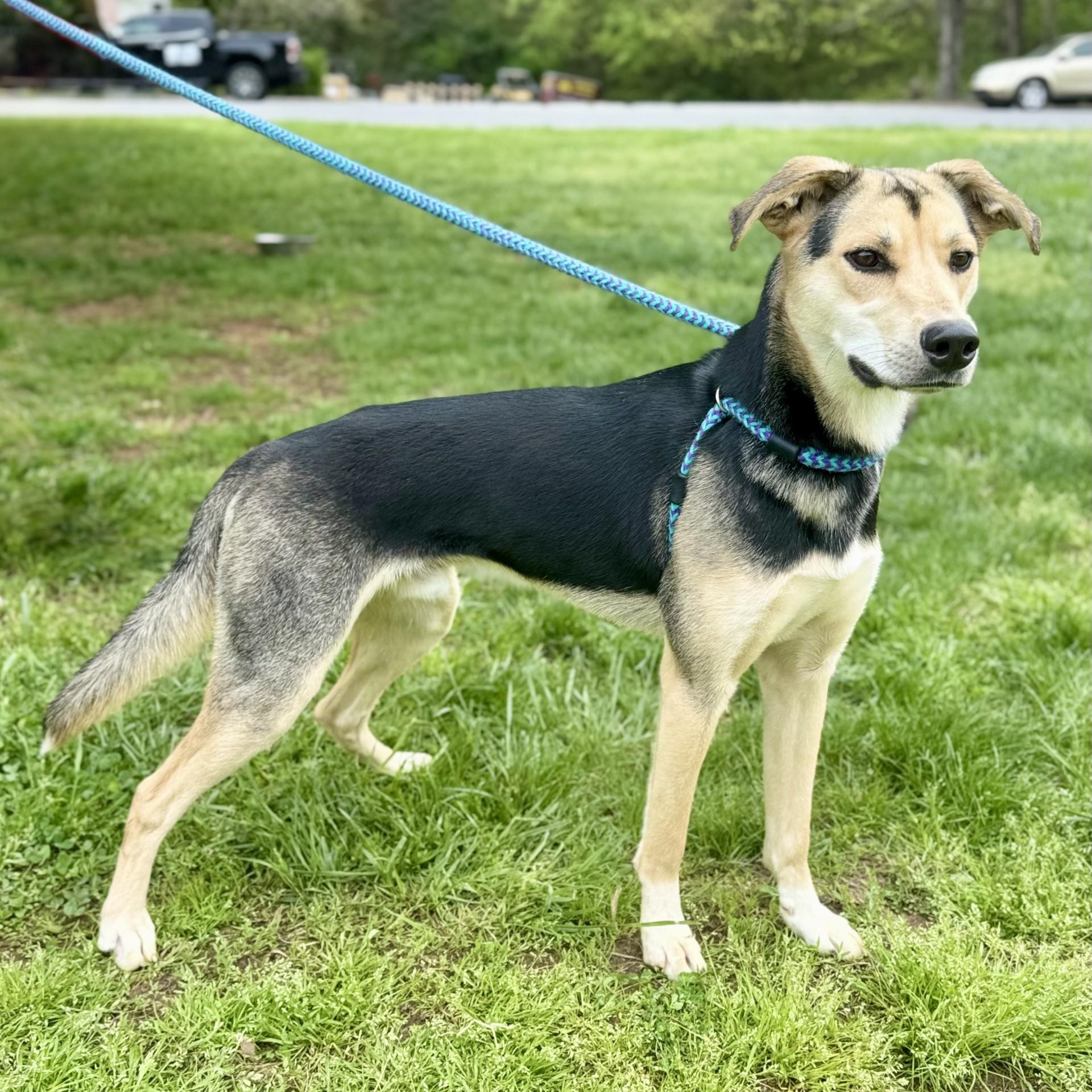 Dimitri Petrov (CONC-A-37), Adult Male Husky