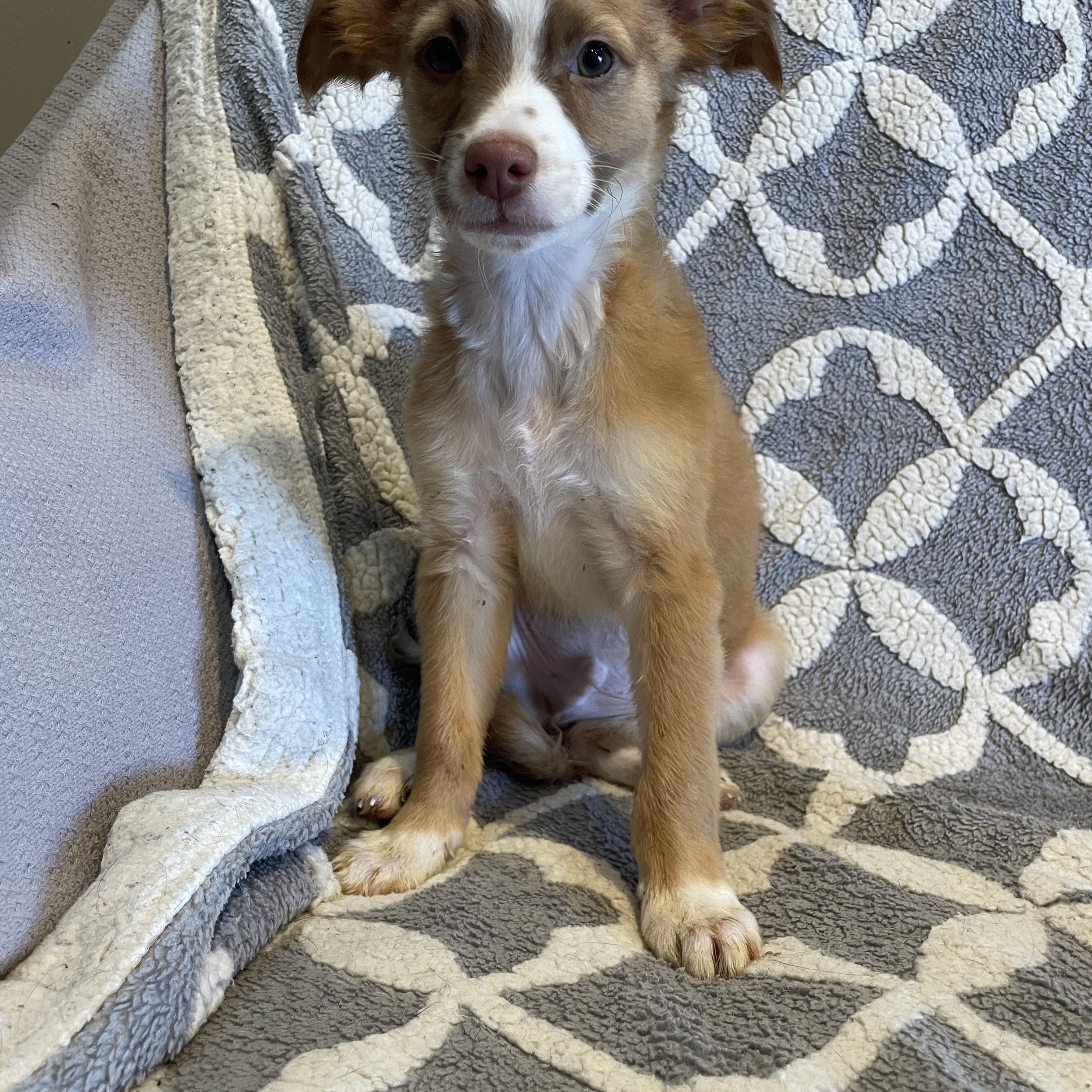 Lucas , adopted, Young Male Spaniel.