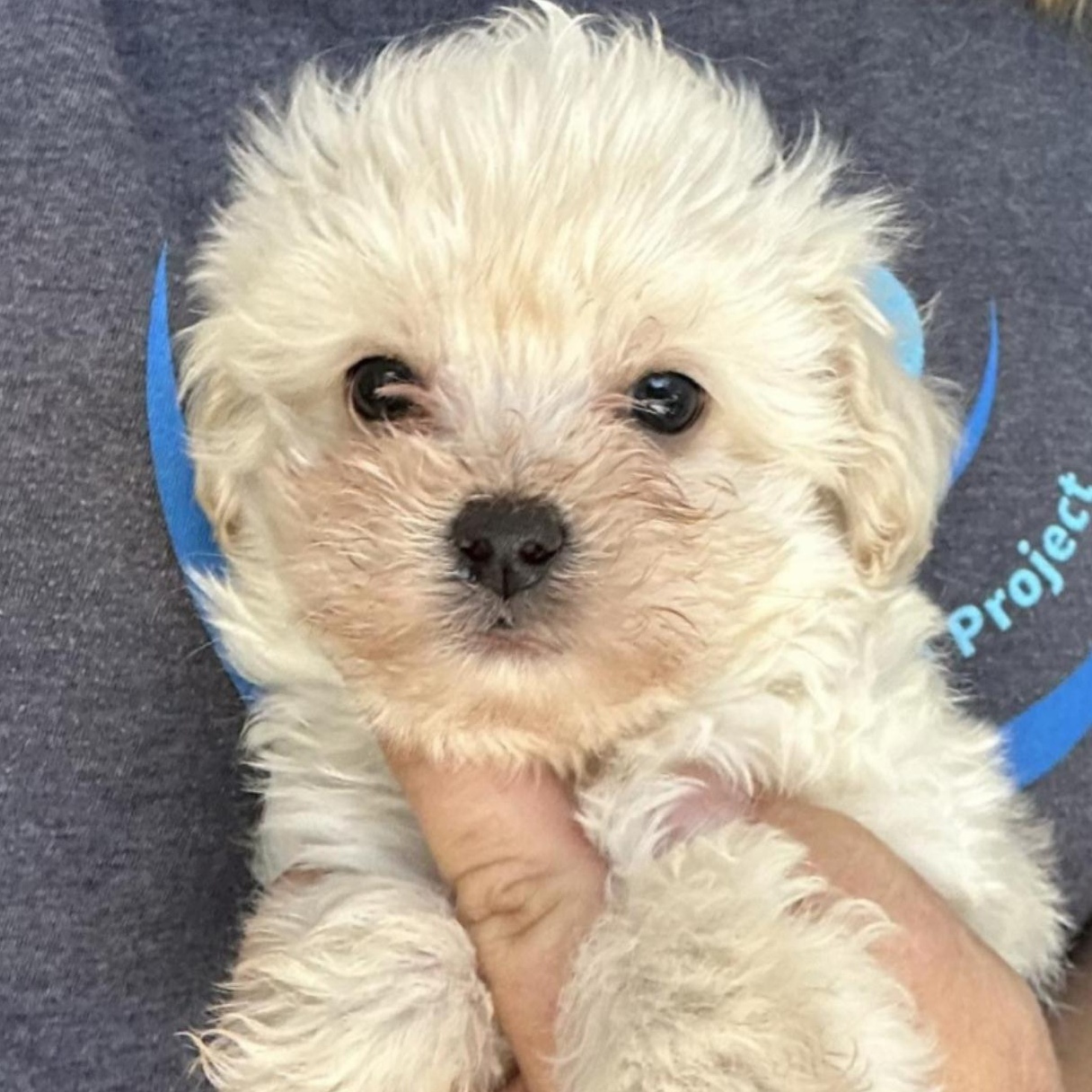 Mikey, Baby Male Maltipoo