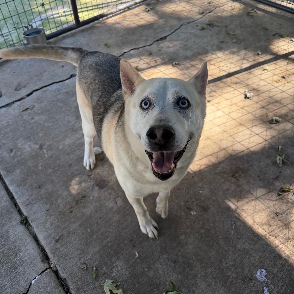 Bizkit James, Adoptable, Adult Male Husky & German Shepherd Dog.