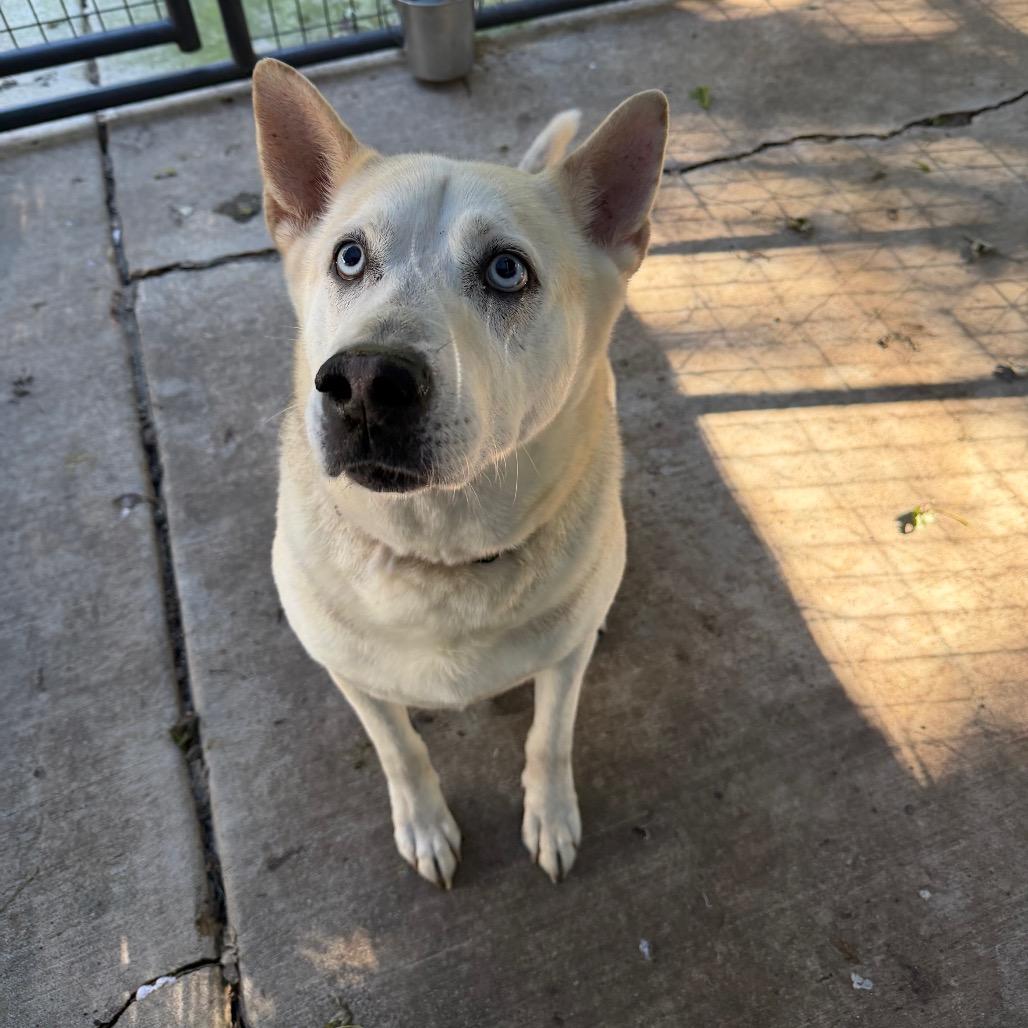 Enlarge Bizkit James, a Adoptable mixed breed in Hanna City, IL image 2/3