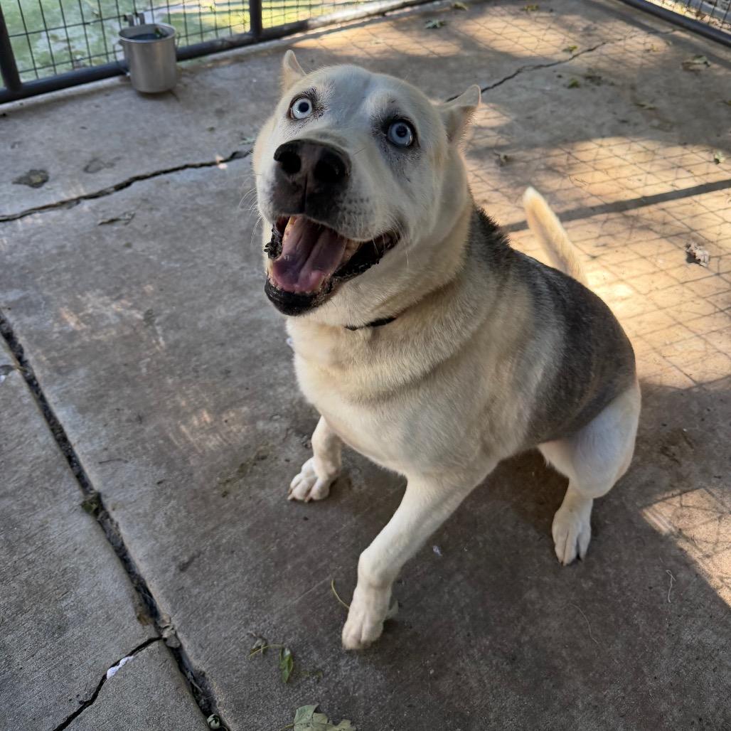 Enlarge Bizkit James, a Adoptable mixed breed in Hanna City, IL image 3/3