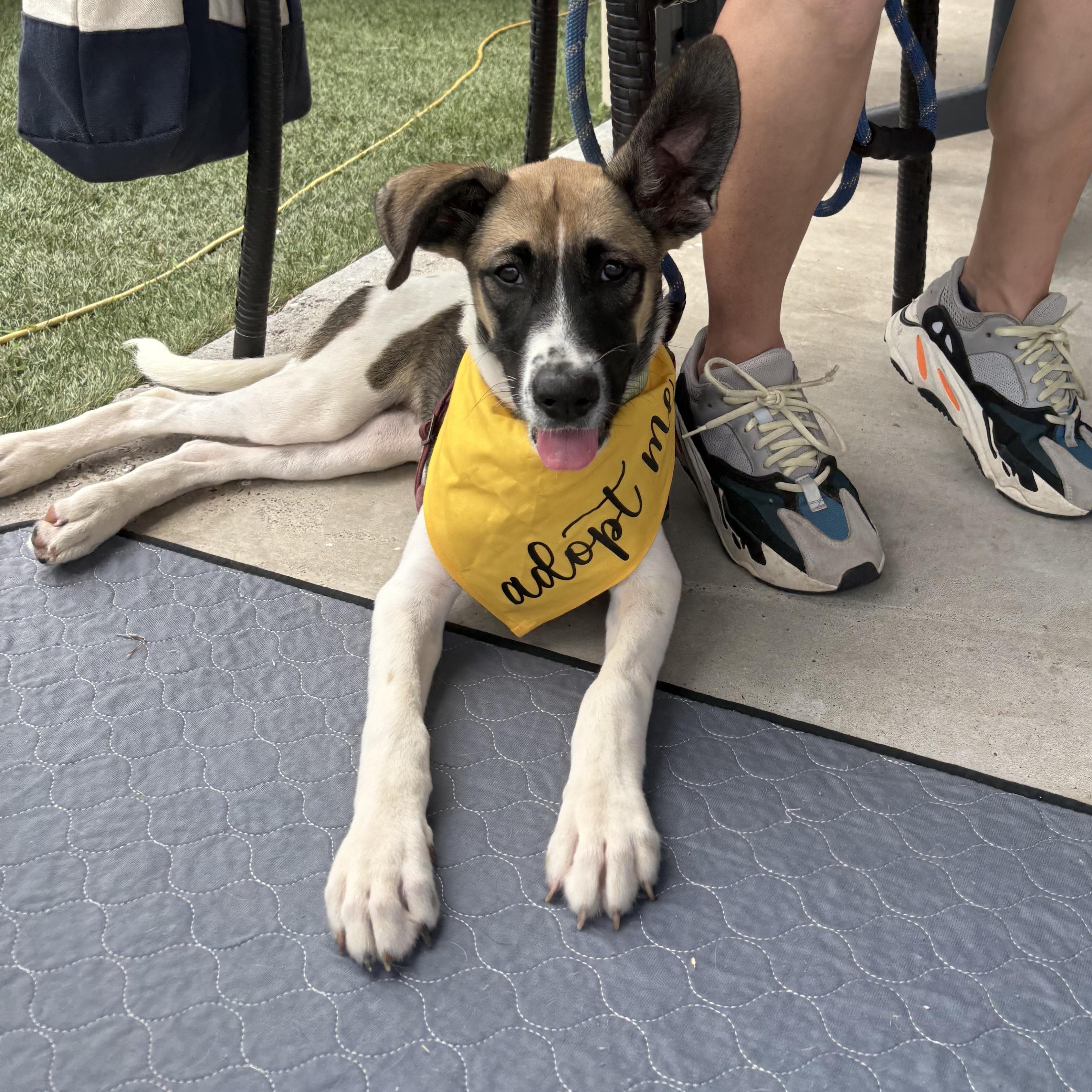 Lucy, Adoptable, Puppy Female Pembroke Welsh Corgi & Saint Bernard.