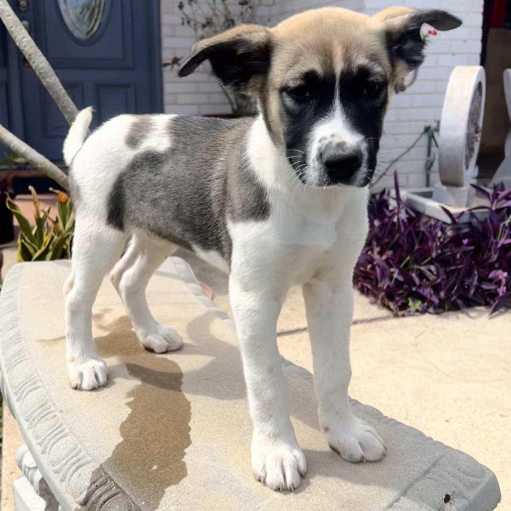 Enlarge Lucy, a Adoptable mixed breed in Brownsville, TX image 3/5